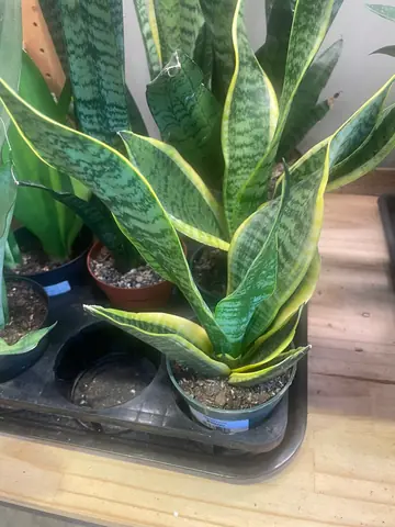 Sansevieria trifasciata 'Robusta'
