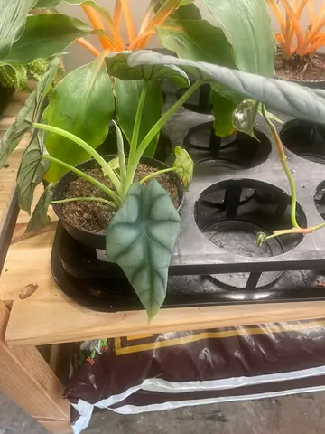 Alocasia 'Silver Dragon'