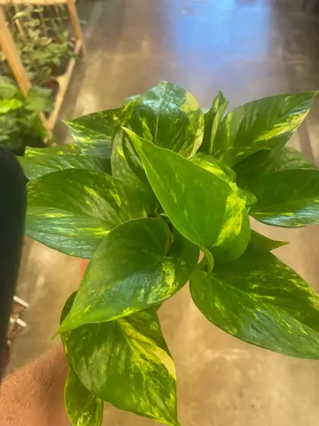 Pothos