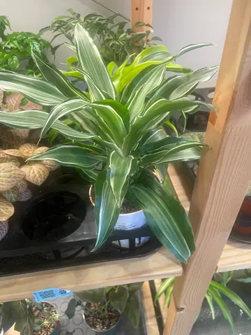 Dracaena Warneckii