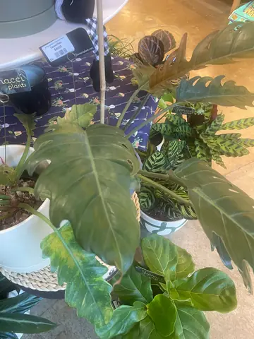 Philodendron 'Caramel Pluto'