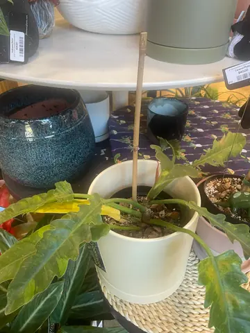 Philodendron 'Ring of Fire'