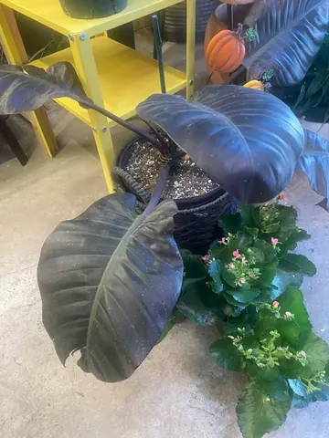 Philodendron 'Cardinal'