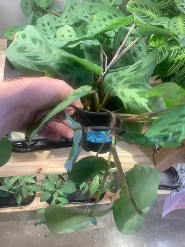 Prayer Plant