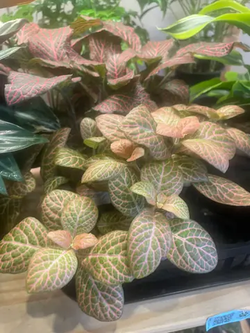 Nerve Plant