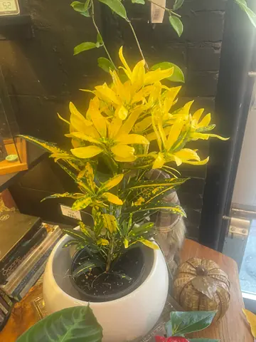 Croton 'Joseph's Coat'