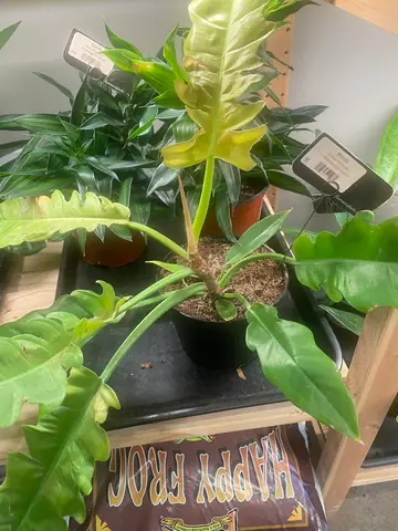 Philodendron 'Golden Crocodile'