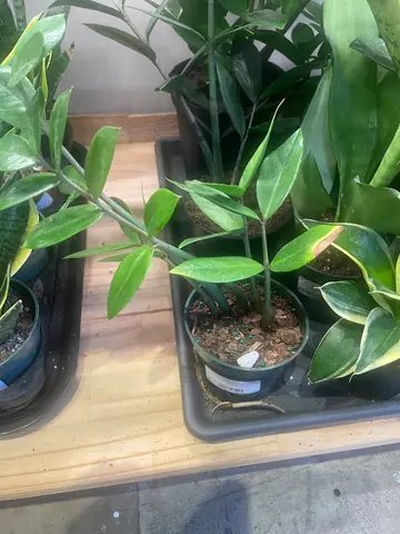 ZZ Plant