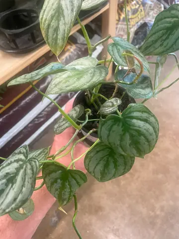 Philodendron 'Quicksilver'