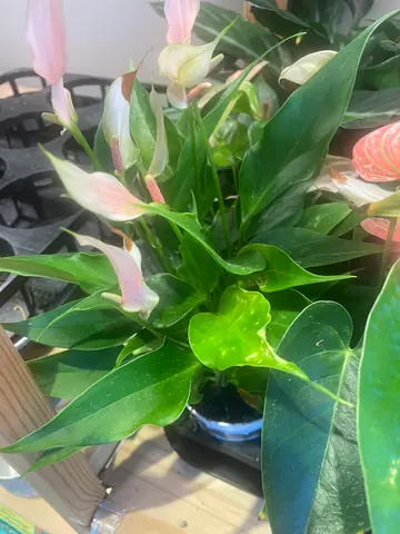 Anthurium