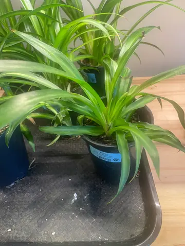 Spider Plant