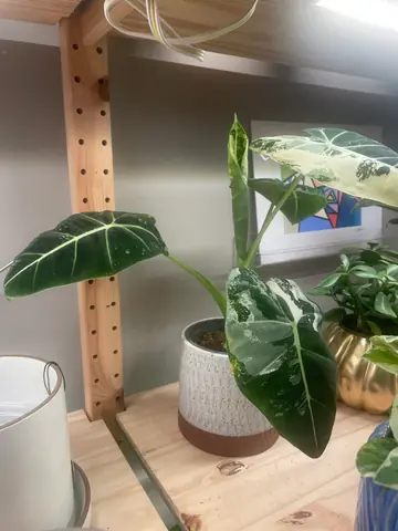 Alocasia 'Frydek' Variegated