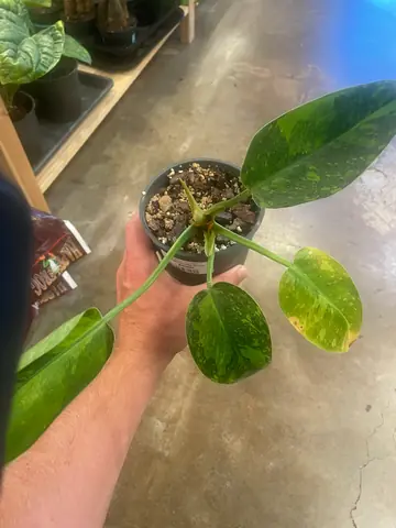 Philodendron 'Congo Nuclear'