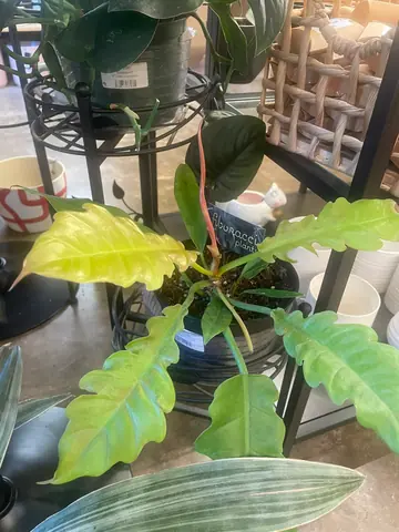 Philodendron 'Golden Crocodile'