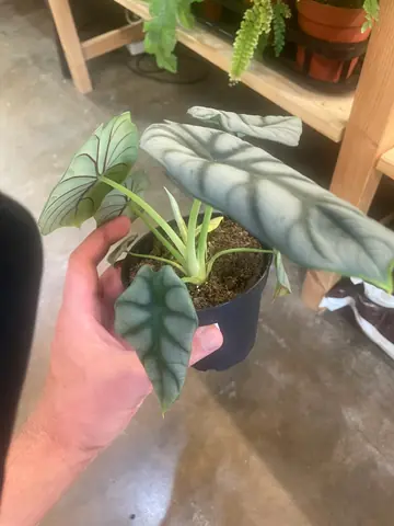 Alocasia 'Silver Dragon'