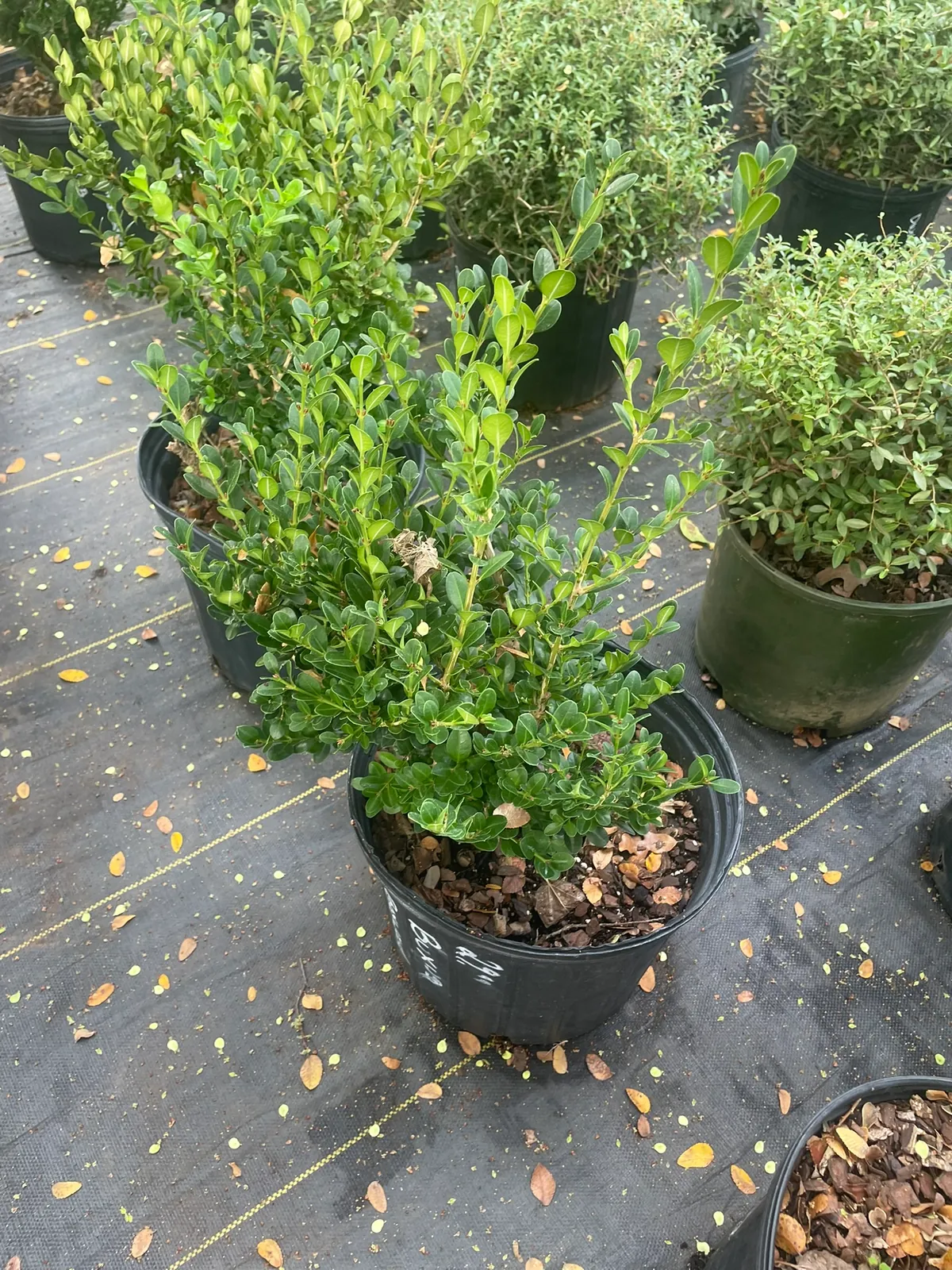 Boxwood (Buxus)