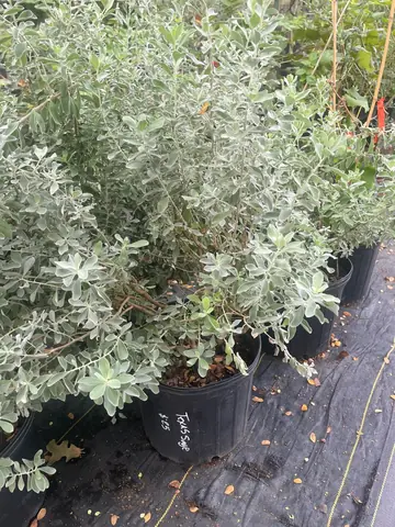 Texas Sage (Leucophyllum frutescens)