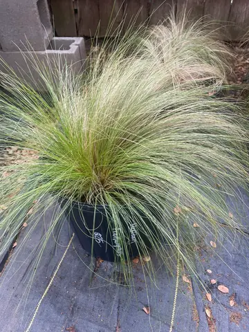 Mexican Feathergrass