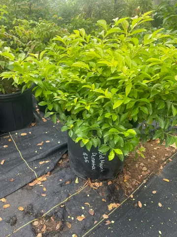 Duranta 'Gold Mound'