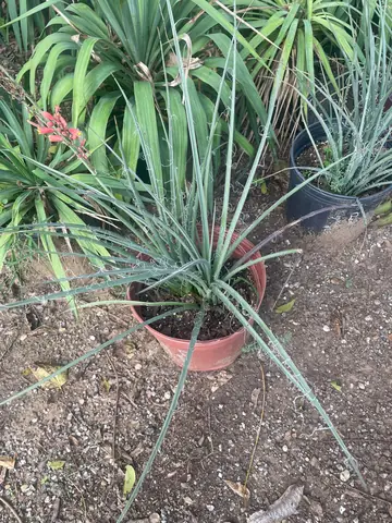Red Yucca (Hesperaloe parviflora)