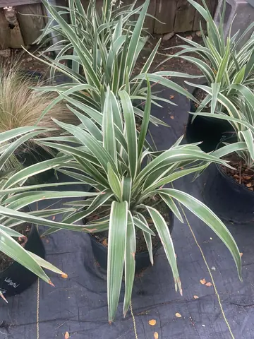 Variegated Flax Lily (Dianella)