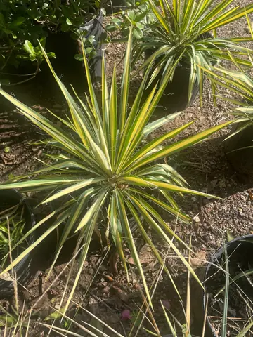 Yucca 'Color Guard' (Yucca filamentosa 'Color Guard')