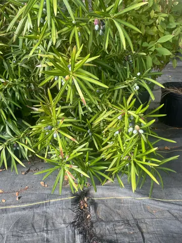 Podocarpus Yew (Podocarpus macrophyllus)