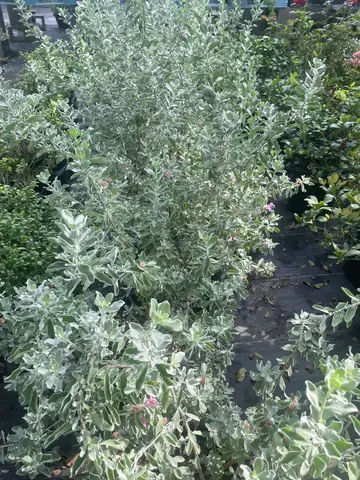 Texas Sage