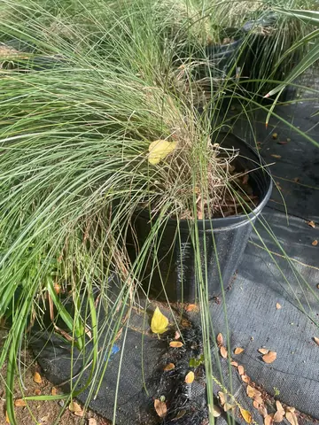 Muhly Grass