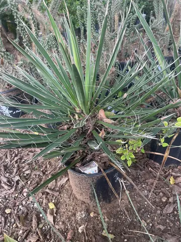 Mexican Tree Yucca (Yucca filifera)