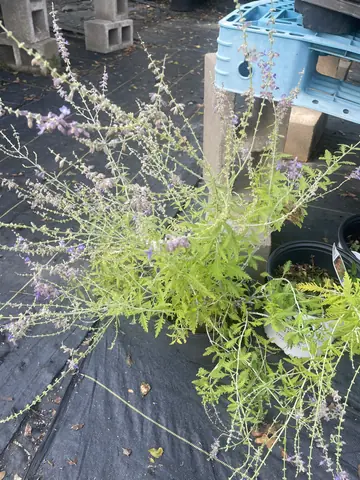 Russian Sage (Perovskia atriplicifolia)