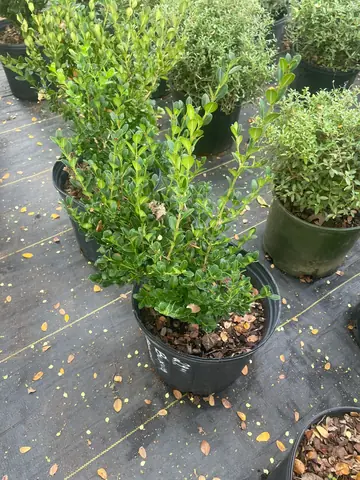 Boxwood (Buxus)