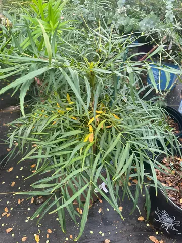 Soft Caress Mahonia (Mahonia eurybracteata 'Soft Caress')
