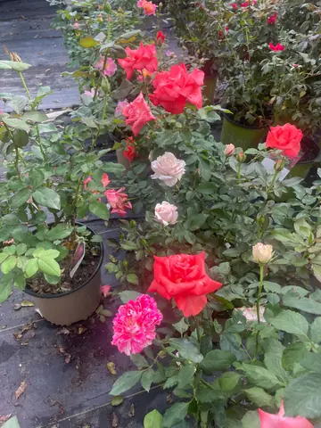Rose 'Ring of Fire'