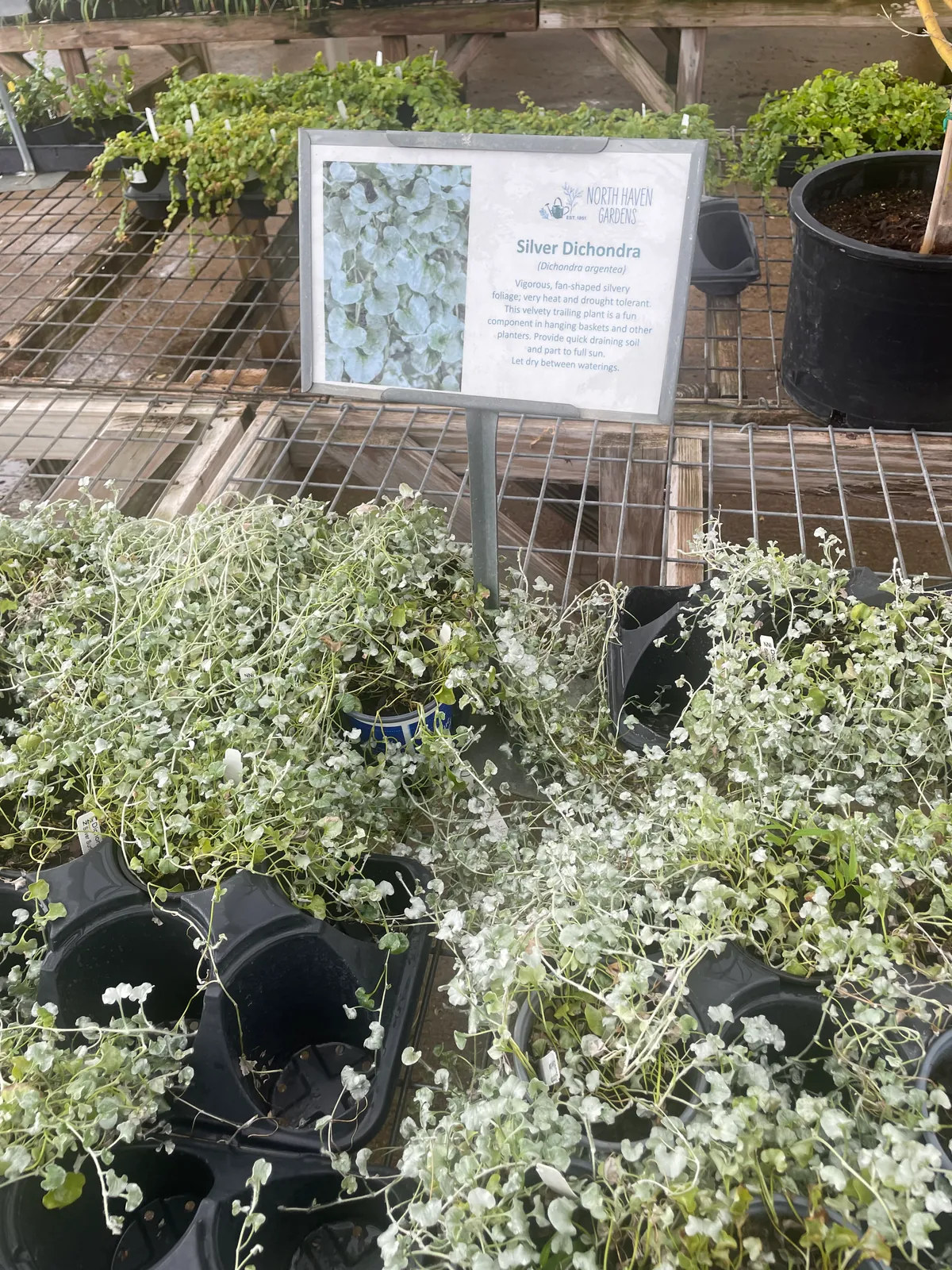 Silver Dichondra