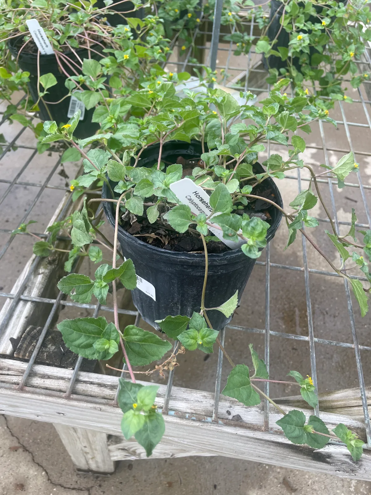 Horse Herb (Calyptocarpus)