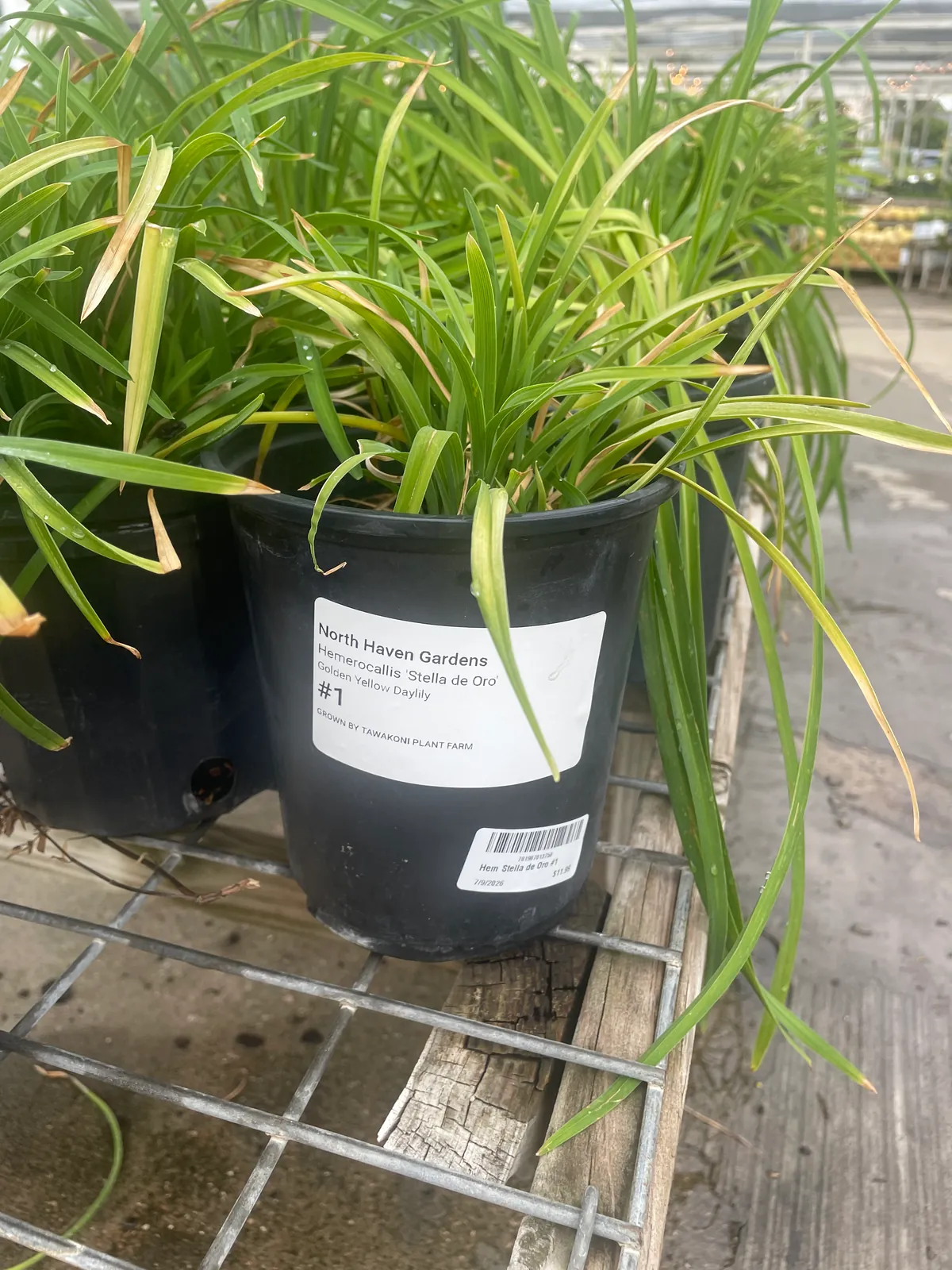 Daylily 'Stella de Oro'