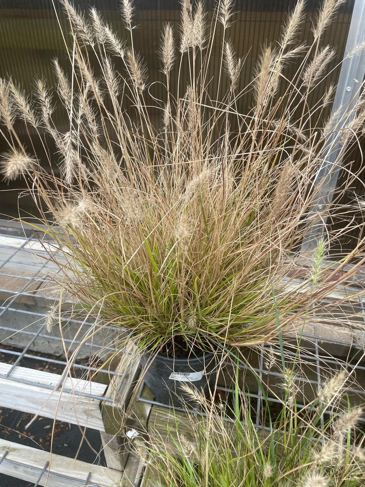 Hameln Dwarf Fountain Grass (Pennisetum alopecuroides 'Hameln')