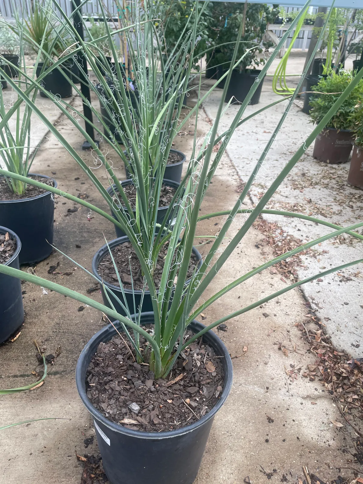 Hesperaloe 'Little Giant'
