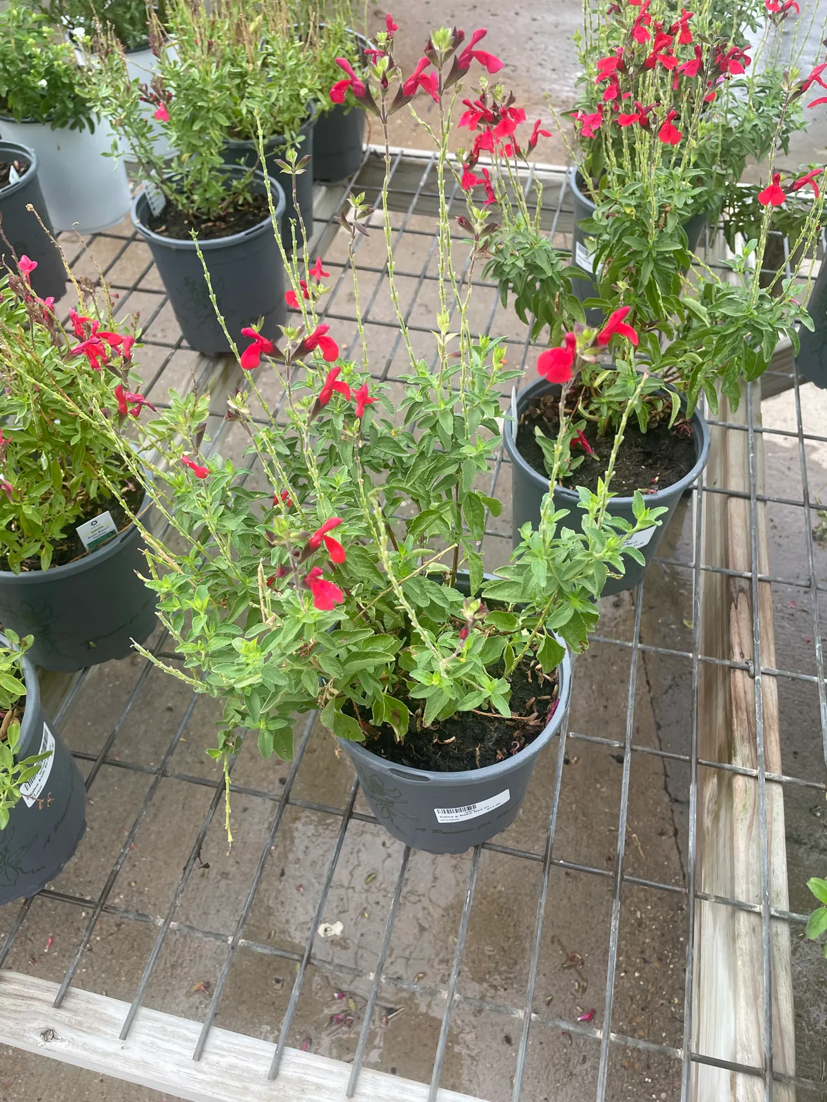 Salvia greggii 'Radio Red'