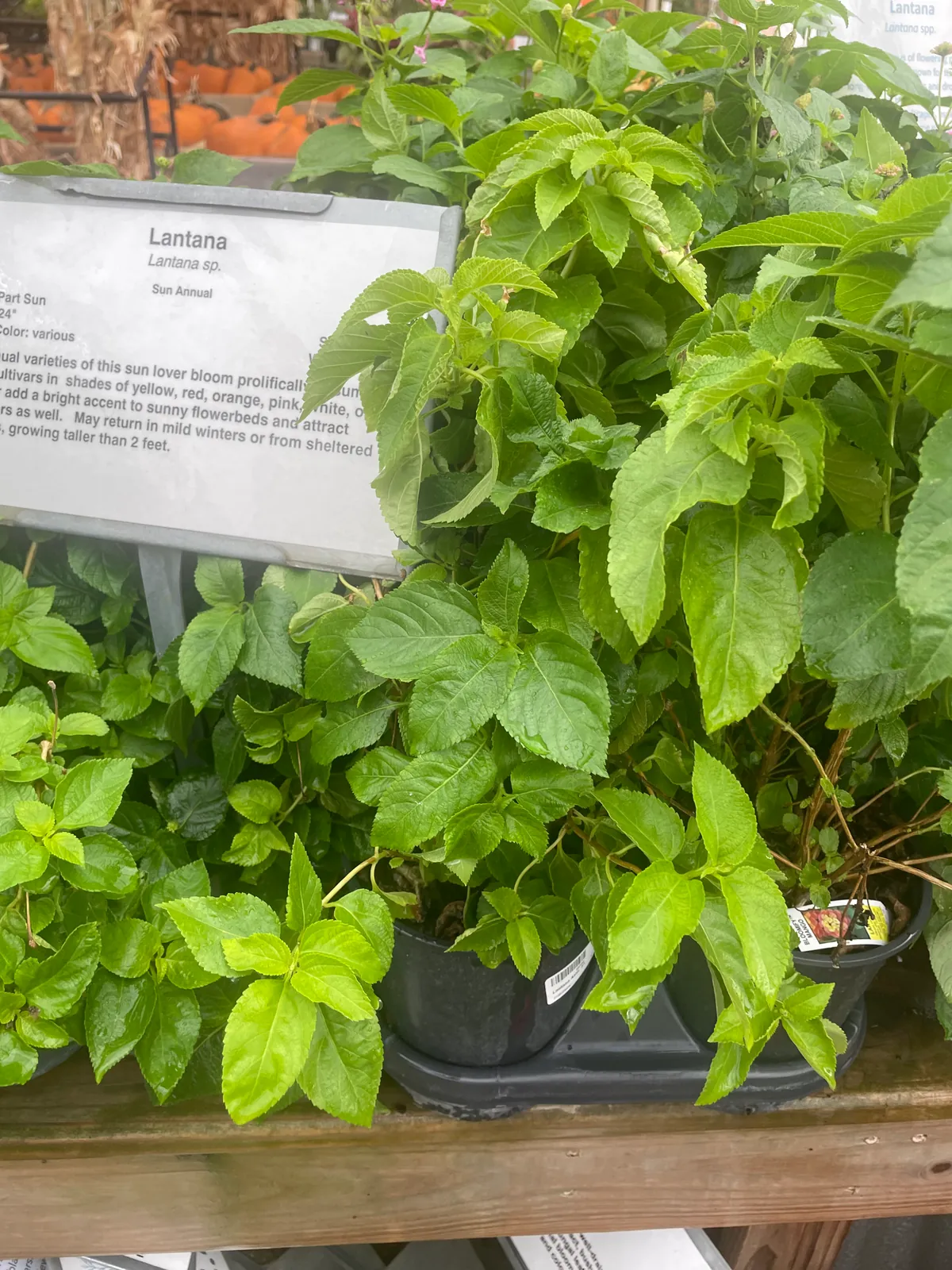 Lantana