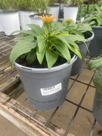 Echinacea 'Guatemala Gold'