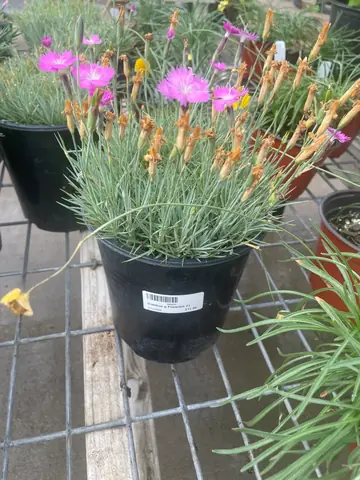 Dianthus 'Firewitch'