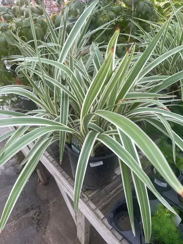 Variegated Flax Lily (Dianella)