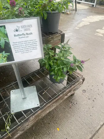 Buddleia 'Chrysalis' (assorted)