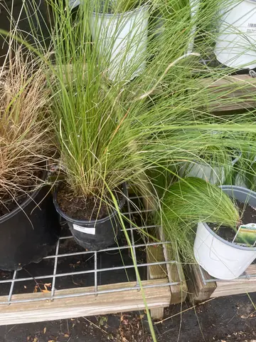 Ruby Muhly (Muhlenbergia capillaris)