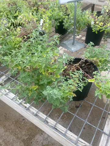 Walker's Low Catmint