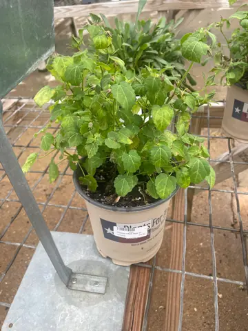 Texas Rock Rose