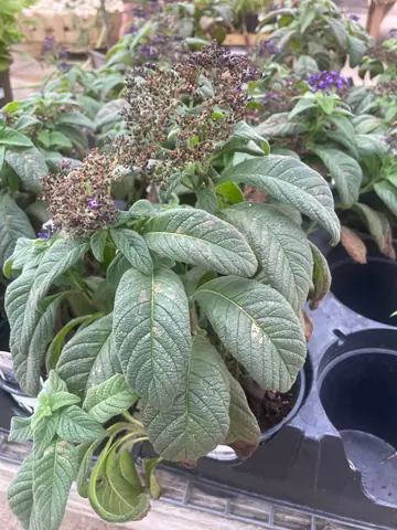 Heliotrope 'Aromagica Purple'