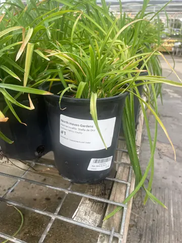 Daylily 'Stella de Oro'